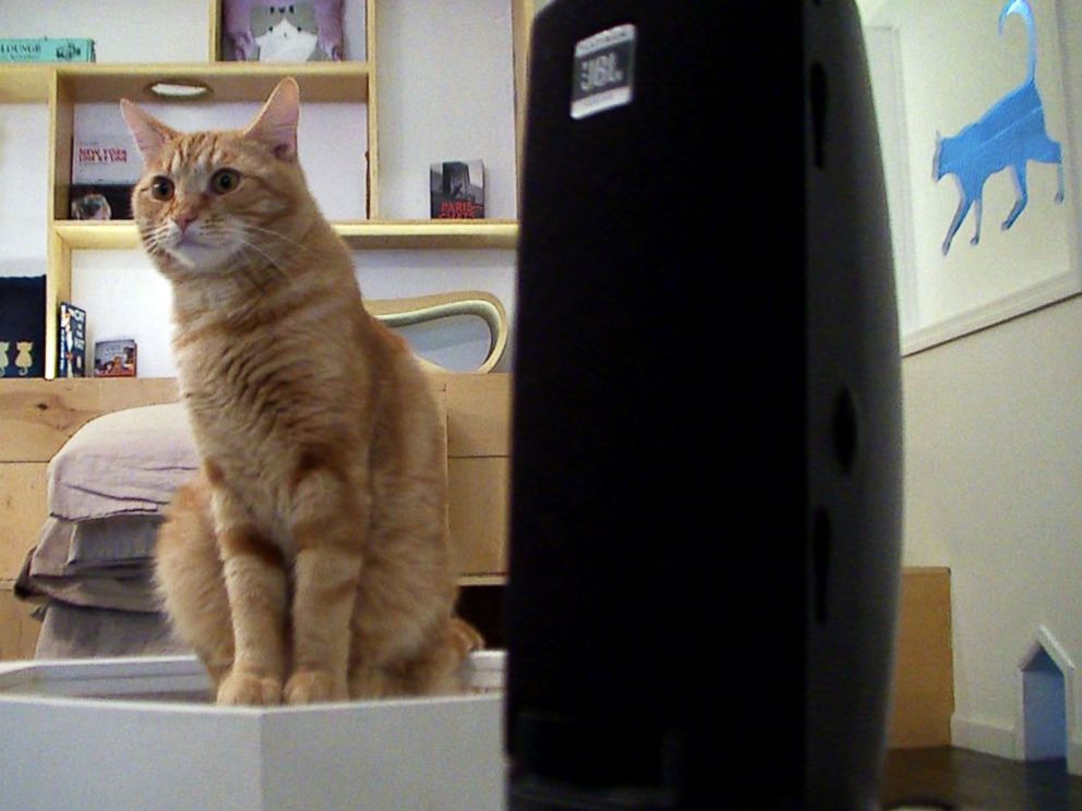 PHOTO: A cat sits next to a speaker playing music at Meow Parlour in New York on March 27, 2015.