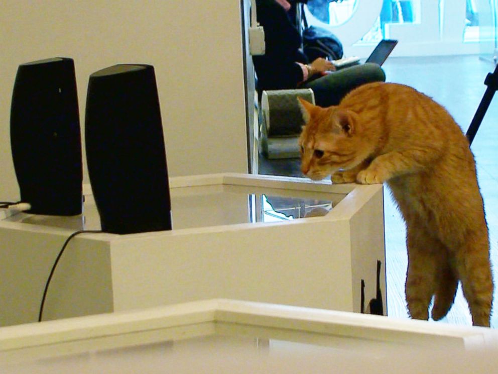 PHOTO: A cat jumps up next to speaker in Meow Parlour in New York City on March 27, 2015.