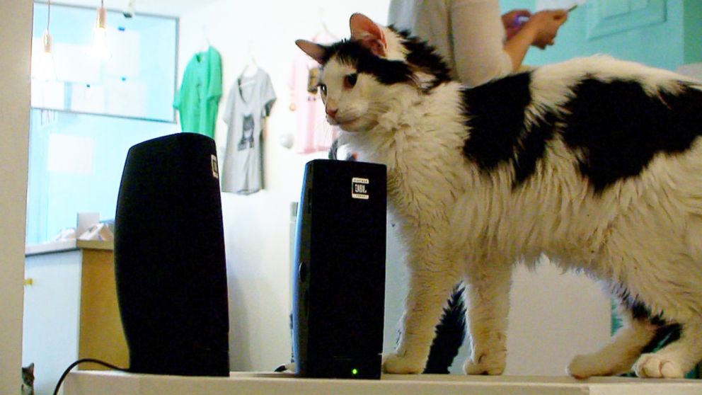 PHOTO: A resident of Meow Parlour, a cat cafe in New York City, pauses next to speakers on March 27, 2015.