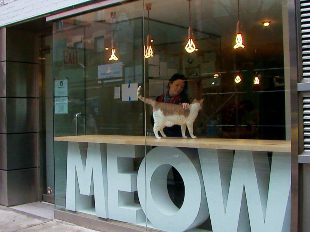PHOTO: Meow Parlour in New York City, seen here on March 27, 2015, houses cats for adoptions. 