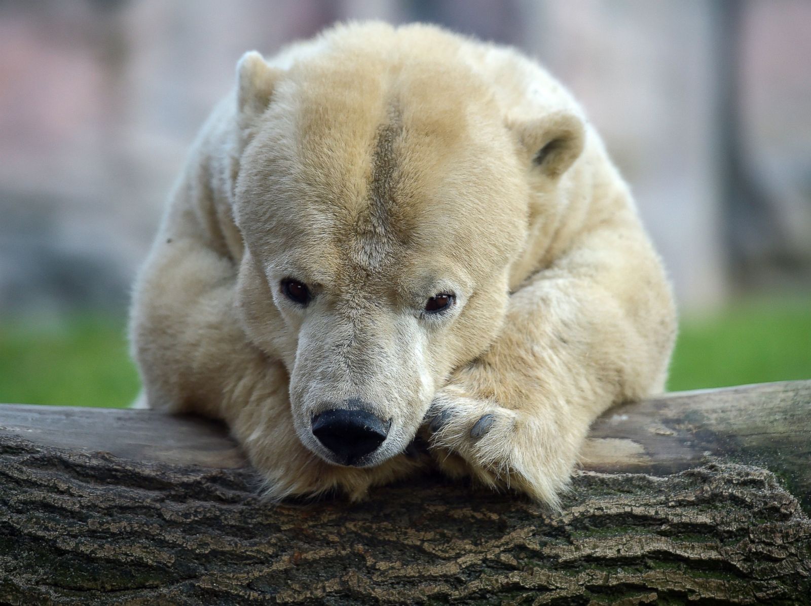 giant cuddly polar bear