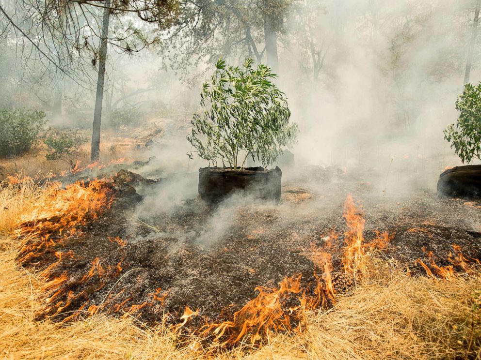 PHOTO: Flames surround a marijuana plant as a wildfire burns near Oroville, Calif., July 8, 2017.