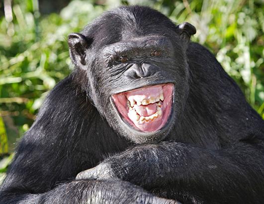 cn_chimpanzee_laughing_animals_ss_ml_130625_ssh.jpg