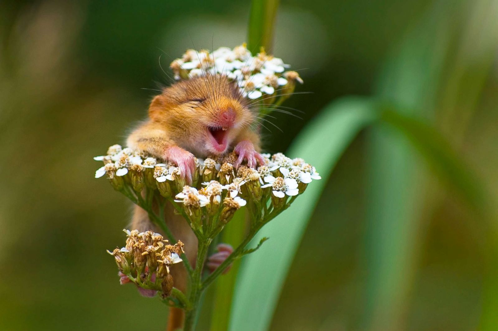 Winners of the Comedy Wildlife Photography Awards 2017 Winners of the Comedy Wildlife Photography Awards 2017