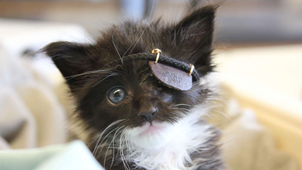 Rescue kitten gets mini eye patch after infection: 'He's a fighter'