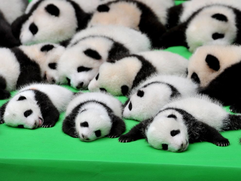 Resultado de imagen para giant panda baby china