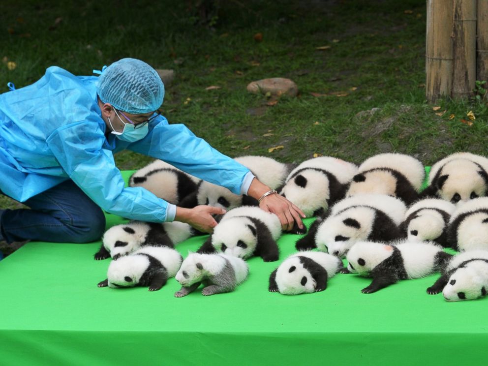 Silly Baby Panda Falls Flat on Its Face During Public Debut of 23 Giant