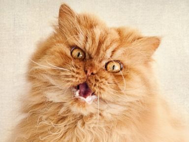 Photos: Move Over Grumpy Cat, There's a New Moody Cat in Town