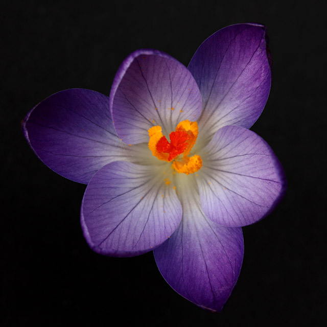 Stunning Flowers In Close Up Macro Floral Photos Abc News