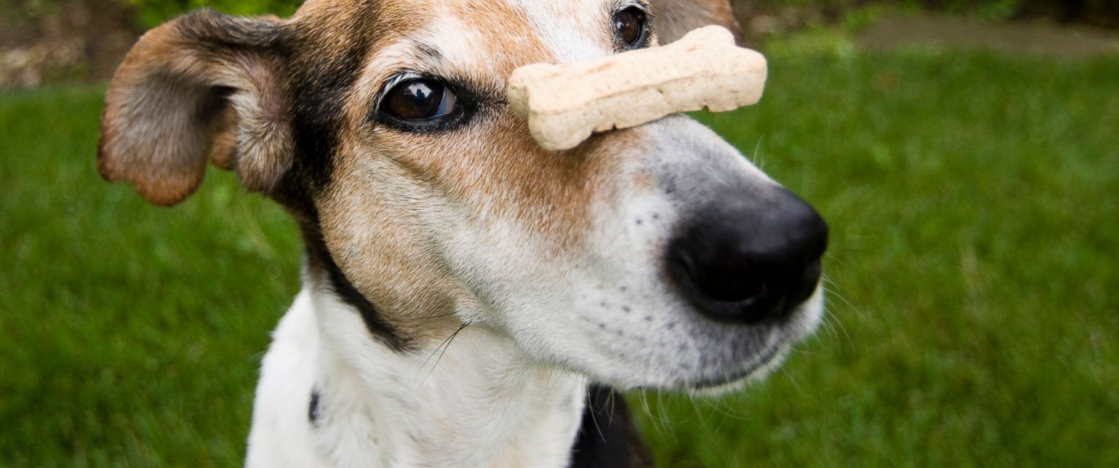 PHOTO: Treats made with cannabis from a dispensary are now being marketed to old and ailing dogs.