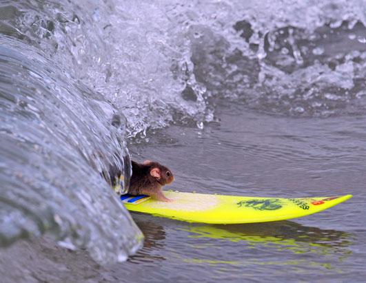 Amazing Surfing and Skating Mice!!