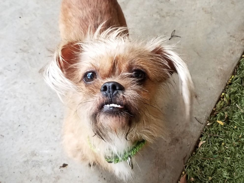 PHOTO: Beauty the dog was the last animal adopted during the Hawaiian Humane Societys first ever shelter clear-out on Thursday, Dec. 29, 2016.