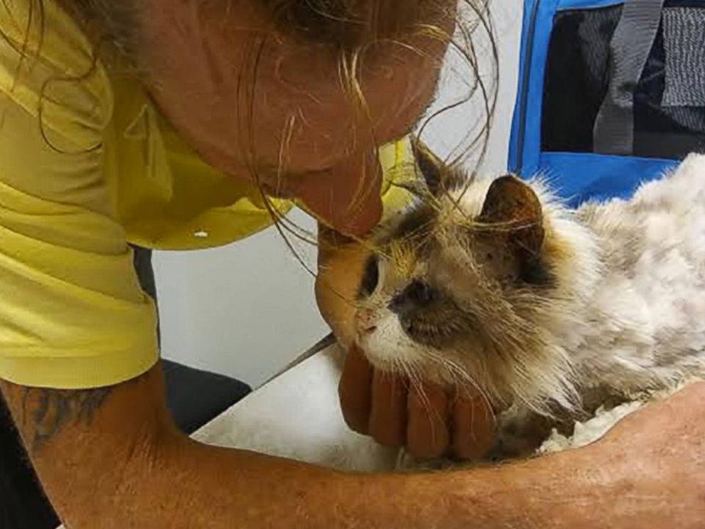 PHOTO: Raymond McNamara shared an emotional reunion with his 20-year-old cat, Lily.