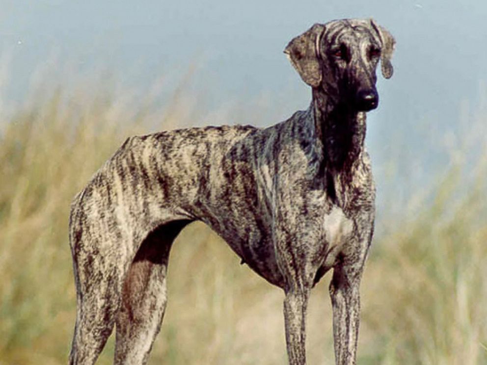 PHOTO: The new Westminster Kennel Club dog show eligible breed the Sloughi.