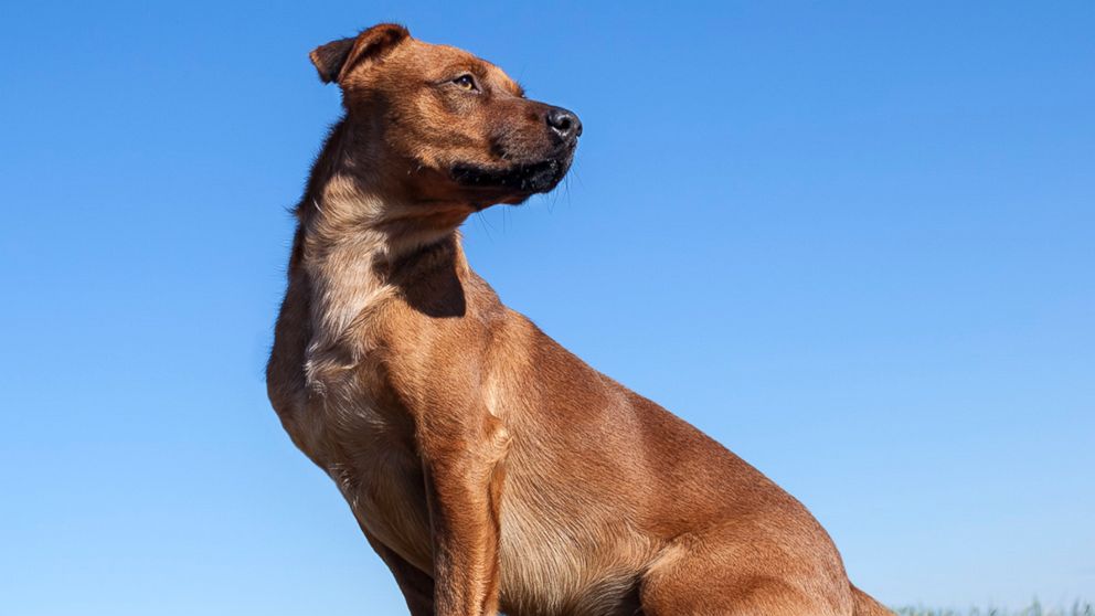 PHOTO: Harold was adopted after photographer Shannon Johnstones portraits of him went viral.