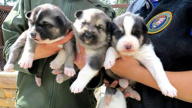 PHOTO: Huskie pups Munter, Prusik and Clove shown at Denali National Park and Preserve in Denali Park, Alaska.