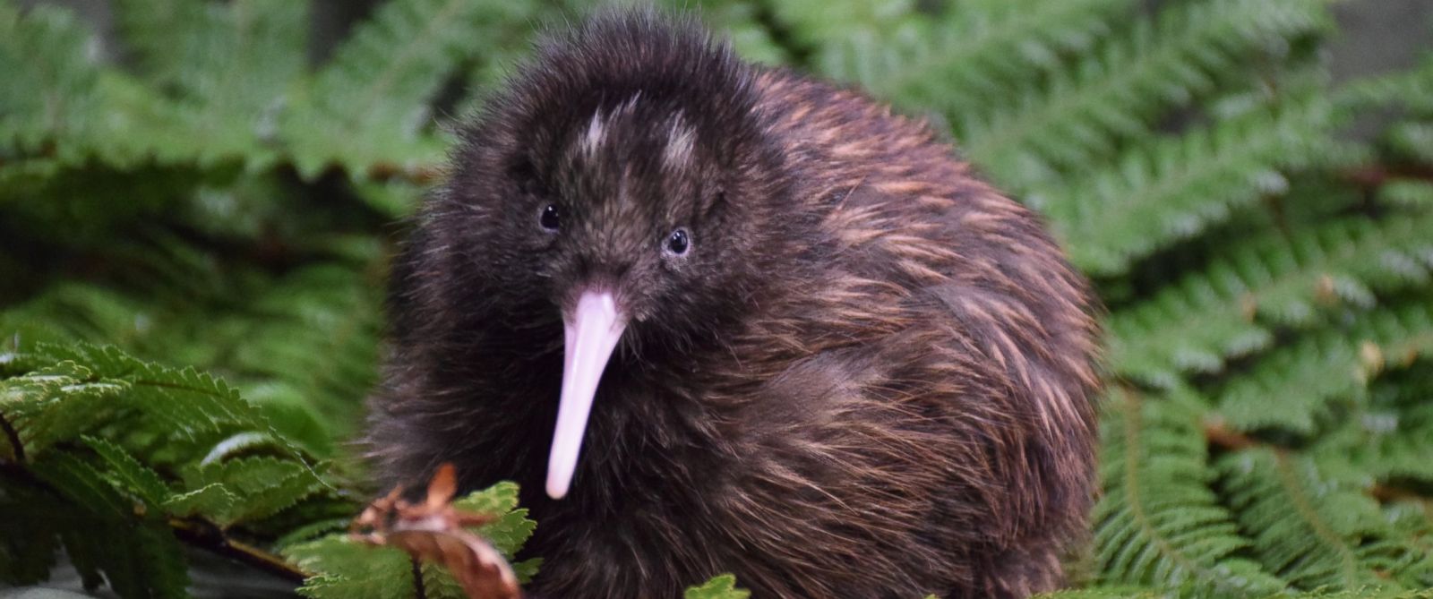 Image result for kiwi bird new zealand egg fissure