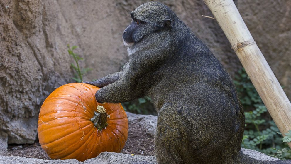 San Diego Zoo Animals Get Early Halloween ABC News