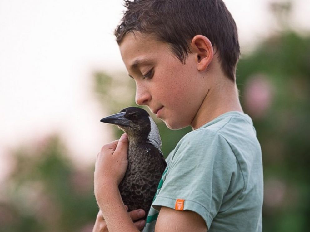 PHOTO: Penguin, the <b>magpie bird</b> pictured here, is considered family by ... - ht_penguin_the_magpie_cameron_bloom_02_jc_150318_4x3_992