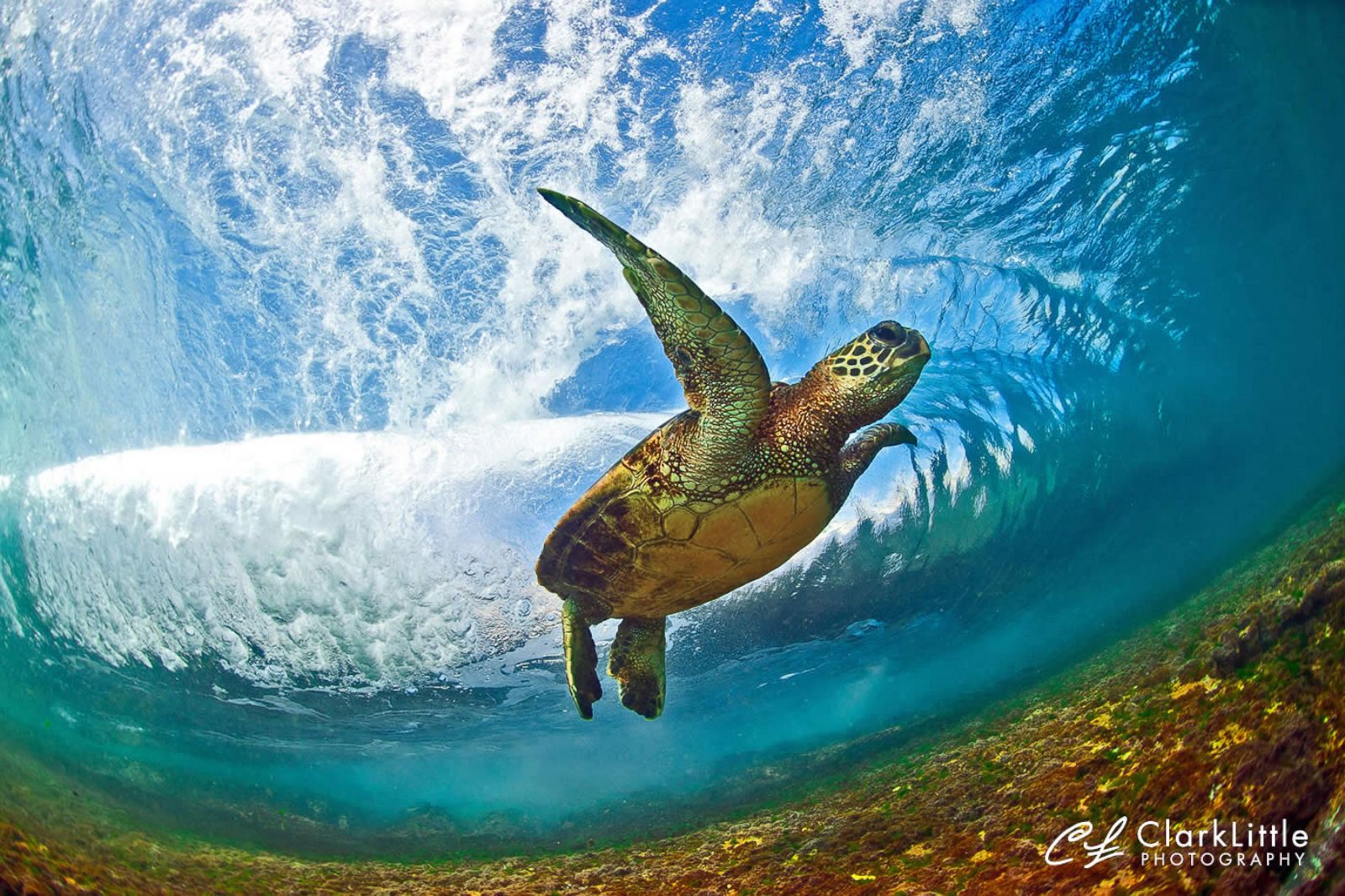 Shorebreak: Go Underneath the Waves Photos | Image #4 - ABC News