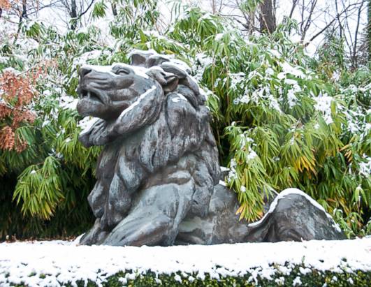 Snow Day at the National Zoo