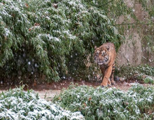Snow Day at the National Zoo