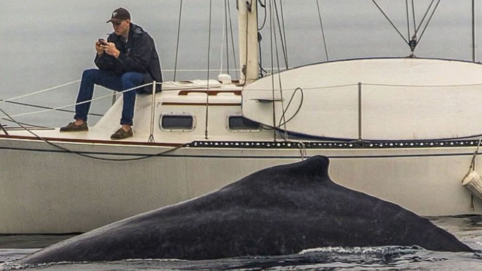 PHOTO: Eric Smith posted this picture on his Instagram on Feb. 3 of a man missing a humpback whale while sitting on his phone. 
