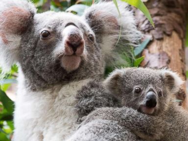 Koala baby clings to its mother