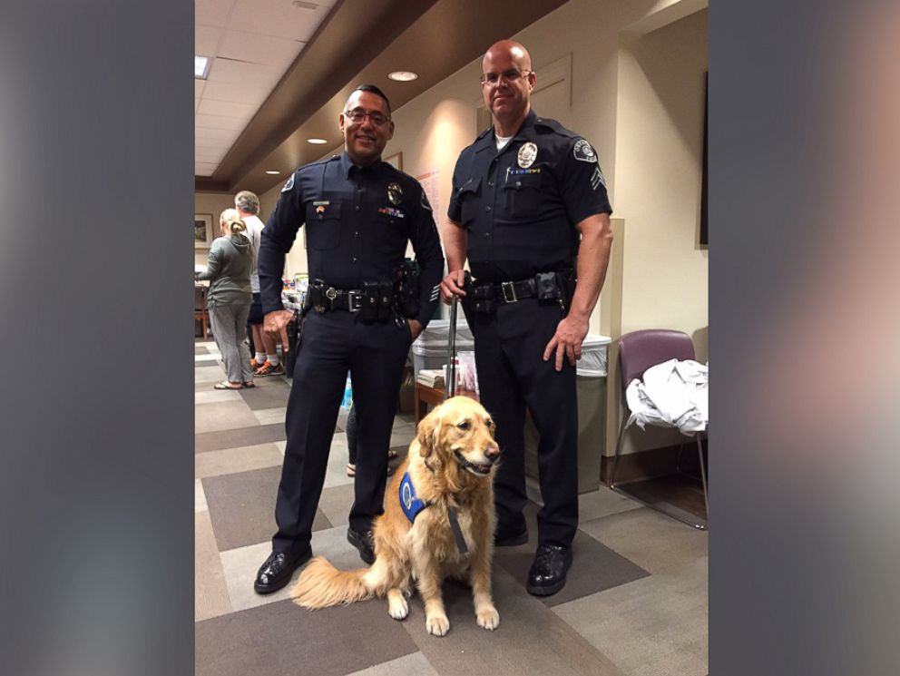 comfort dogs therapy dogs comfort survivors of las vegas shooting abc news comfort dogs therapy dogs comfort survivors of las vegas shooting abc news
