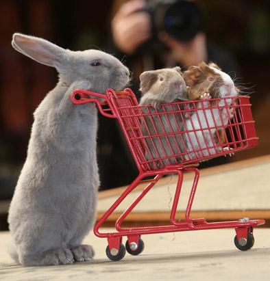 http://a.abcnews.com/images/Lifestyle/rex_animals_pushing_shopping_carts09_rabbit_guinea_pigs_ss_thg_120930_ssv.jpg