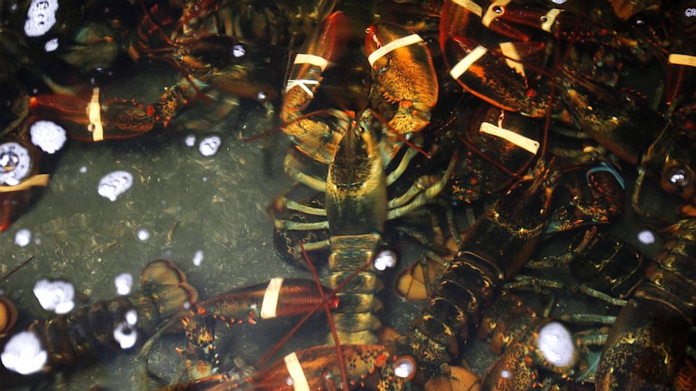PHOTO: Live lobsters swim in a holding tank inside "Redhook Lobster Pound" in New York.