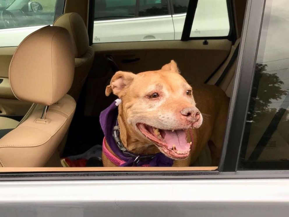 PHOTO: Missy the shelter dog is all smiles in the car on the way home with her foster mom, Heather Koth.