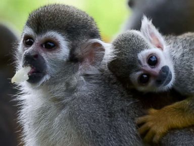 Squirrel monkeys cool off