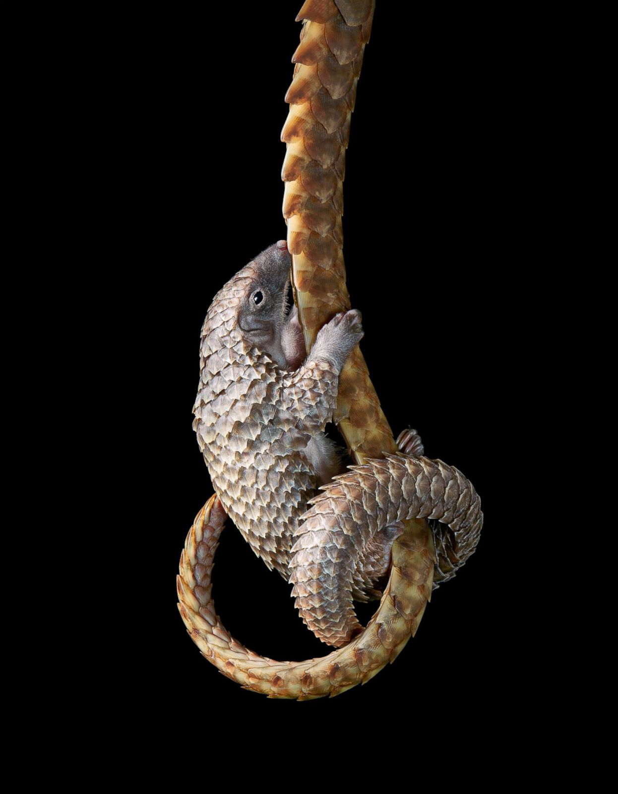 IUCN White-Bellied Pangolin Threat Level: Vulnerable Picture | 'Endangered' captures ...1246 x 1600