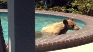 PHOTO: A bear cub took a dip in a backyard pool in Monrovia, Calif.