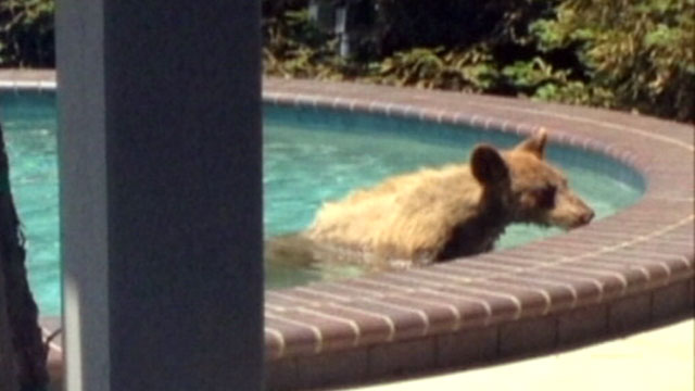 PHOTO: A bear cub took a dip in a backyard pool in Monrovia, Calif.