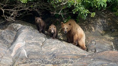 PHOTO: Family of bears