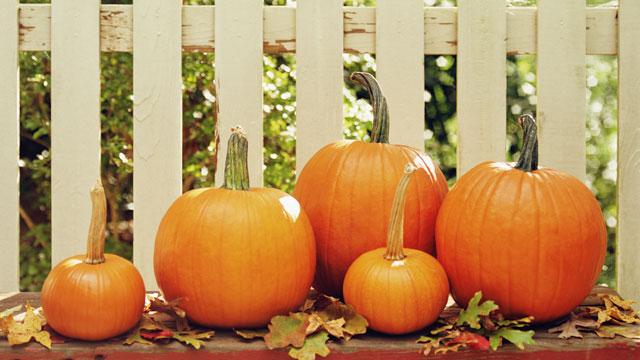PHOTO: GMA Pumpkin Story