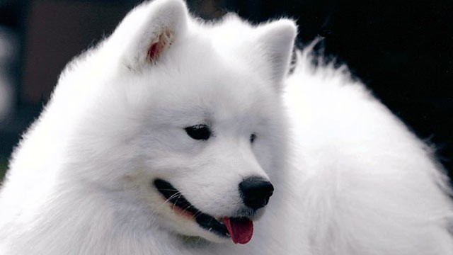 PHOTO: Cruz, a prizewinning Samoyed, competed at this year's Westminster Kennel Club Dog Show.