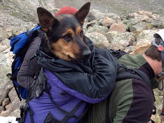 Hiker Hounded For Leaving Hurt Dog on Mt.