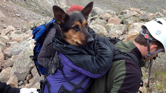 PHOTO: Missy, a 4-year-old German Shepherd stranded in the wild, was left for dead and saved by a group of eight hikers.