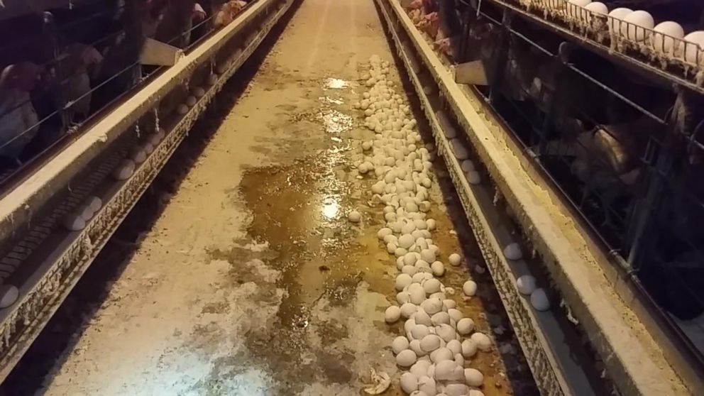 VIDEO: Humane Society Undercover Hillandale Farm Investigation Footage Excerpt