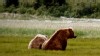VIDEO: Deadly grizzly attacks and why there may be a new wave of Bad News Bears.