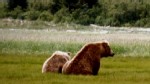 VIDEO: Deadly grizzly attacks and why there may be a new wave of Bad News Bears.