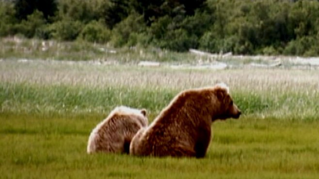 VIDEO: Deadly grizzly attacks and why there may be a new wave of Bad News Bears.