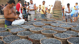 Doubts About Acai Do Not Mute Market
