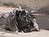 Photo: Mexican border violence