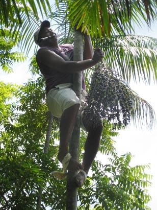 PHOTOS: Acai From Harvest to Market Photos - ABC News