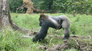 In the Jungle With the Gorilla Whisperer