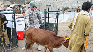 Photo: U.S. Troops Provide Vet Services in Afghanistan: Goats, Cows, Sheep -- and One Monkey -- Among Hundreds of Animals Treated for Free